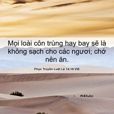 Picture 06 - Phục Truyền Luật Lệ 14:19 VIE - Mọi loài côn trùng hay bay sẽ là không - Bible Verse Picture