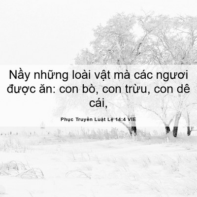 Picture 06 - Phục Truyền Luật Lệ 14:4 VIE - Nầy những loài vật mà các ngươi - Bible Verse Picture