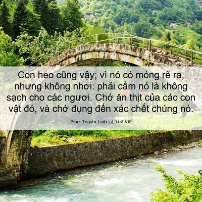 Picture 06 - Phục Truyền Luật Lệ 14:8 VIE - Con heo cũng vậy; vì nó có móng rẽ ra, - Bible Verse Picture