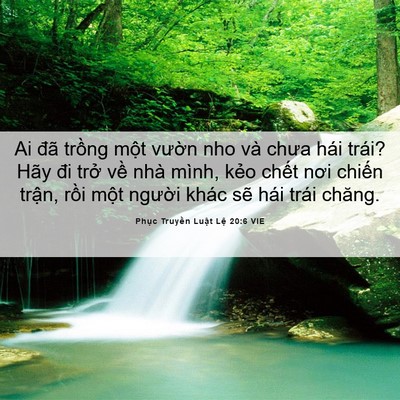 Picture 06 - Phục Truyền Luật Lệ 20:6 VIE - Ai đã trồng một vườn nho và chưa hái - Bible Verse Picture