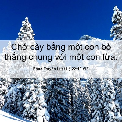 Picture 06 - Phục Truyền Luật Lệ 22:10 VIE - Chớ cày bằng một con bò thắng chung - Bible Verse Picture