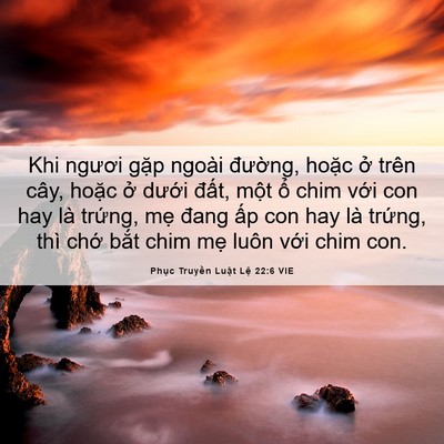 Picture 06 - Phục Truyền Luật Lệ 22:6 VIE - Khi ngươi gặp ngoài đường, hoặc ở - Bible Verse Picture