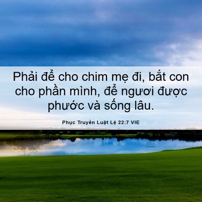 Picture 06 - Phục Truyền Luật Lệ 22:7 VIE - Phải để cho chim mẹ đi, bắt con cho - Bible Verse Picture