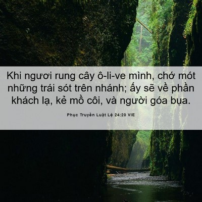 Picture 06 - Phục Truyền Luật Lệ 24:20 VIE - Khi ngươi rung cây ô-li-ve mình, chớ mót - Bible Verse Picture