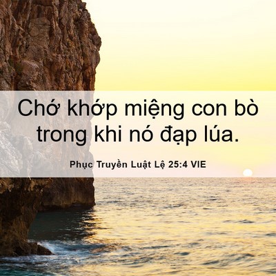 Picture 06 - Phục Truyền Luật Lệ 25:4 VIE - Chớ khớp miệng con bò trong khi nó đạp - Bible Verse Picture