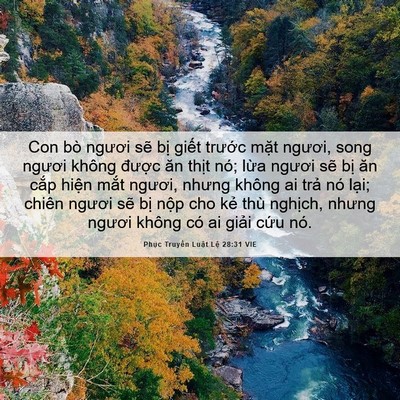 Picture 06 - Phục Truyền Luật Lệ 28:31 VIE - Con bò ngươi sẽ bị giết trước mặt - Bible Verse Picture
