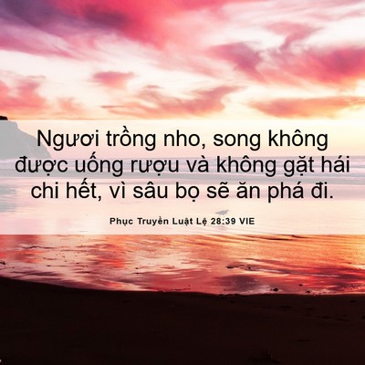 Picture 06 - Phục Truyền Luật Lệ 28:39 VIE - Ngươi trồng nho, song không được uống - Bible Verse Picture