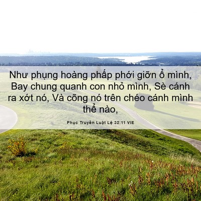 Picture 06 - Phục Truyền Luật Lệ 32:11 VIE - Như phụng hoàng phấp phới giỡn ổ - Bible Verse Picture