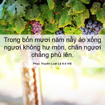 Picture 06 - Phục Truyền Luật Lệ 8:4 VIE - Trong bốn mươi năm nầy áo xống ngươi - Bible Verse Picture