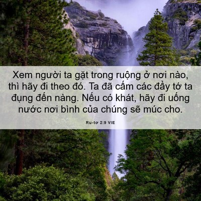 Picture 06 - Ru-tơ 2:9 VIE - Xem người ta gặt trong ruộng ở nơi - Bible Verse Picture