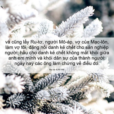 Picture 06 - Ru-tơ 4:10 VIE - và cũng lấy Ru-tơ, người Mô-áp, vợ - Bible Verse Picture