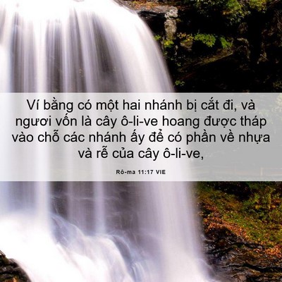 Picture 06 - Rô-ma 11:17 VIE - Ví bằng có một hai nhánh bị cắt đi, - Bible Verse Picture