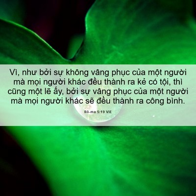 Picture 06 - Rô-ma 5:19 VIE - Vì, như bởi sự không vâng phục của - Bible Verse Picture