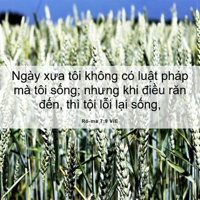Picture 06 - Rô-ma 7:9 VIE - Ngày xưa tôi không có luật pháp mà tôi - Bible Verse Picture