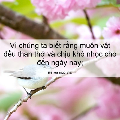 Picture 06 - Rô-ma 8:22 VIE - Vì chúng ta biết rằng muôn vật đều - Bible Verse Picture