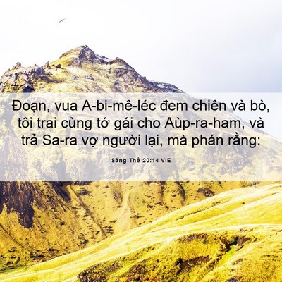 Picture 06 - Sáng Thế 20:14 VIE - Đoạn, vua A-bi-mê-léc đem chiên và bò, - Bible Verse Picture