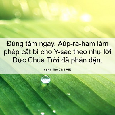 Picture 06 - Sáng Thế 21:4 VIE - Đúng tám ngày, Aùp-ra-ham làm phép cắt - Bible Verse Picture