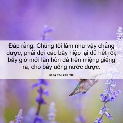 Picture 06 - Sáng Thế 29:8 VIE - Đáp rằng: Chúng tôi làm như vậy chẳng - Bible Verse Picture