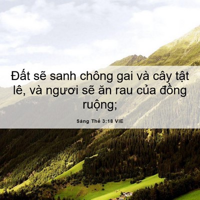 Picture 06 - Sáng Thế 3:18 VIE - Đất sẽ sanh chông gai và cây tật lê, - Bible Verse Picture