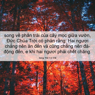 Picture 06 - Sáng Thế 3:3 VIE - song về phần trái của cây mọc giữa - Bible Verse Picture