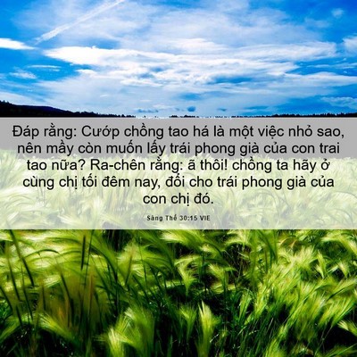Picture 06 - Sáng Thế 30:15 VIE - Đáp rằng: Cướp chồng tao há là một - Bible Verse Picture