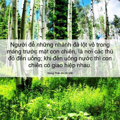 Picture 06 - Sáng Thế 30:38 VIE - Người để những nhành đã lột vỏ - Bible Verse Picture