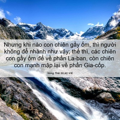 Picture 06 - Sáng Thế 30:42 VIE - Nhưng khi nào con chiên gầy ốm, thì - Bible Verse Picture