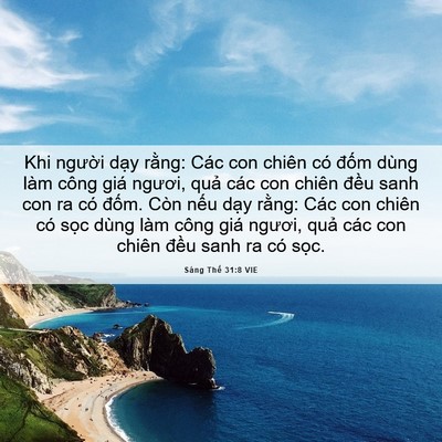 Picture 06 - Sáng Thế 31:8 VIE - Khi người dạy rằng: Các con chiên có - Bible Verse Picture