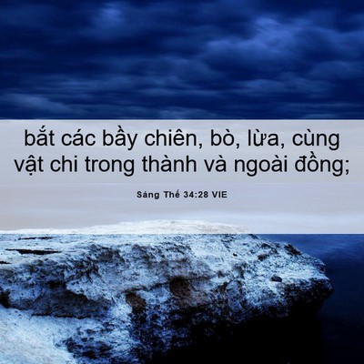 Picture 06 - Sáng Thế 34:28 VIE - bắt các bầy chiên, bò, lừa, cùng vật - Bible Verse Picture