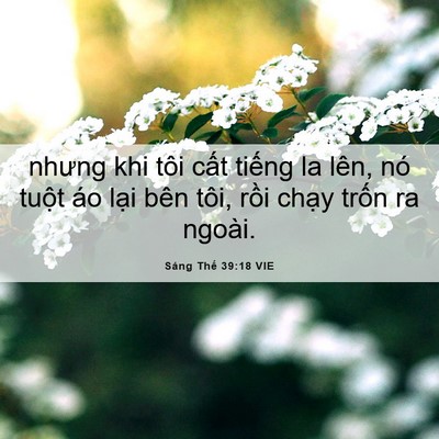 Picture 06 - Sáng Thế 39:18 VIE - nhưng khi tôi cất tiếng la lên, nó tuột - Bible Verse Picture