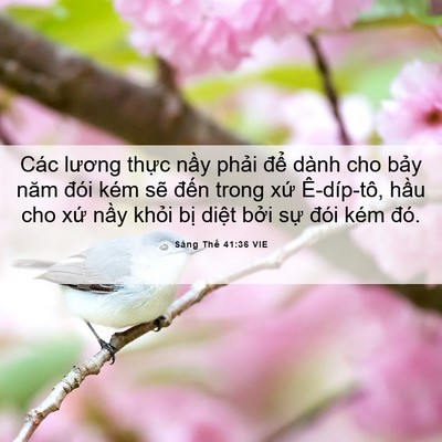 Picture 06 - Sáng Thế 41:36 VIE - Các lương thực nầy phải để dành cho - Bible Verse Picture