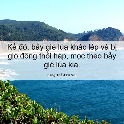 Picture 06 - Sáng Thế 41:6 VIE - Kế đó, bảy gié lúa khác lép và bị - Bible Verse Picture