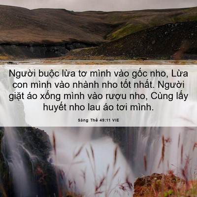 Picture 06 - Sáng Thế 49:11 VIE - Người buộc lừa tơ mình vào gốc nho, - Bible Verse Picture