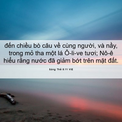 Picture 06 - Sáng Thế 8:11 VIE - đến chiều bò câu về cùng người, và - Bible Verse Picture
