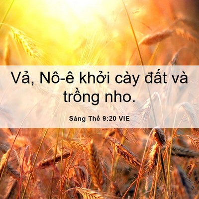 Picture 06 - Sáng Thế 9:20 VIE - Vả, Nô-ê khởi cày đất và trồng - Bible Verse Picture