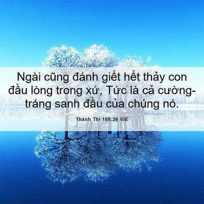 Picture 06 - Thánh Thi 105:36 VIE - Ngài cũng đánh giết hết thảy con đầu - Bible Verse Picture