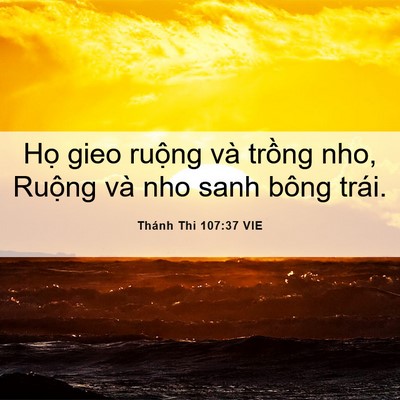 Picture 06 - Thánh Thi 107:37 VIE - Họ gieo ruộng và trồng nho, Ruộng và - Bible Verse Picture