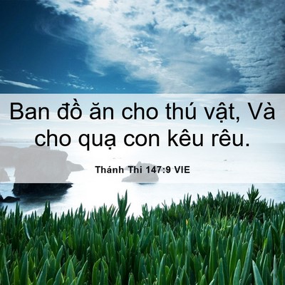 Picture 06 - Thánh Thi 147:9 VIE - Ban đồ ăn cho thú vật, Và cho quạ con - Bible Verse Picture