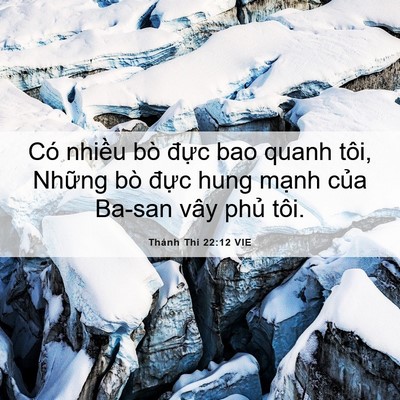 Picture 06 - Thánh Thi 22:12 VIE - Có nhiều bò đực bao quanh tôi, Những - Bible Verse Picture