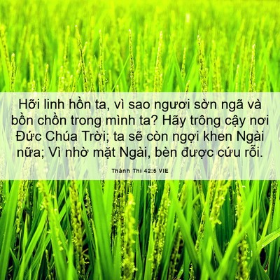 Picture 06 - Thánh Thi 42:5 VIE - Hỡi linh hồn ta, vì sao ngươi sờn ngã - Bible Verse Picture