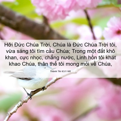 Picture 06 - Thánh Thi 63:1 VIE - Hỡi Đức Chúa Trời, Chúa là Đức Chúa - Bible Verse Picture