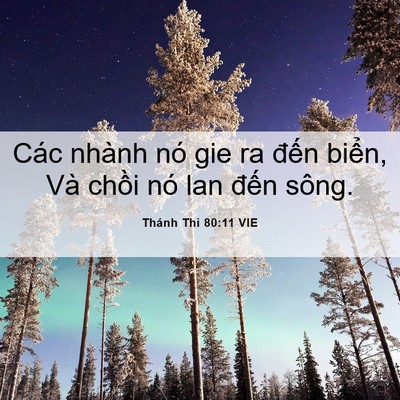 Picture 06 - Thánh Thi 80:11 VIE - Các nhành nó gie ra đến biển, Và chồi - Bible Verse Picture