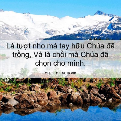 Picture 06 - Thánh Thi 80:15 VIE - Là tượt nho mà tay hữu Chúa đã trồng, - Bible Verse Picture