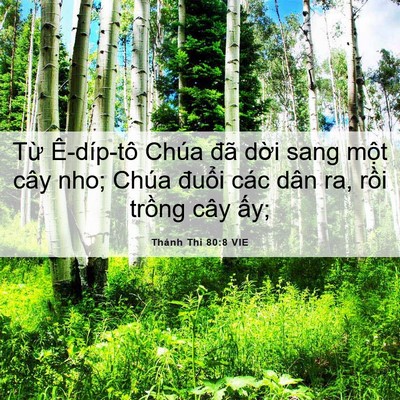 Picture 06 - Thánh Thi 80:8 VIE - Từ Ê-díp-tô Chúa đã dời sang một cây - Bible Verse Picture