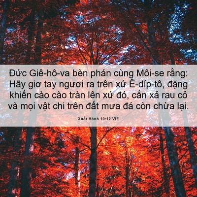 Picture 06 - Xuất Hành 10:12 VIE - Đức Giê-hô-va bèn phán cùng Môi-se - Bible Verse Picture