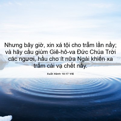 Picture 06 - Xuất Hành 10:17 VIE - Nhưng bây giờ, xin xá tội cho trẫm lần - Bible Verse Picture