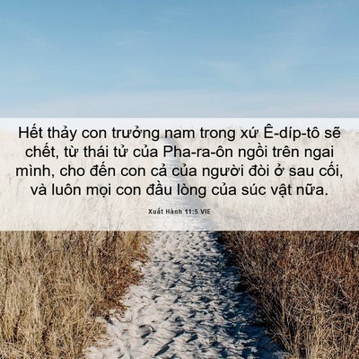 Picture 06 - Xuất Hành 11:5 VIE - Hết thảy con trưởng nam trong xứ - Bible Verse Picture