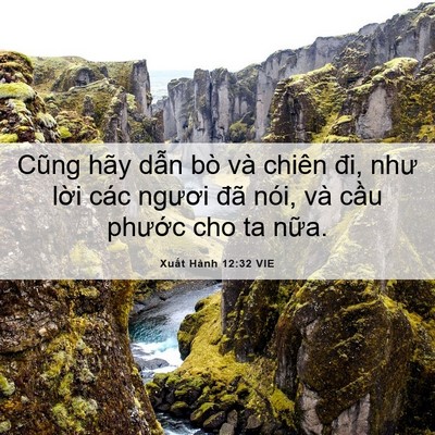 Picture 06 - Xuất Hành 12:32 VIE - Cũng hãy dẫn bò và chiên đi, như lời - Bible Verse Picture