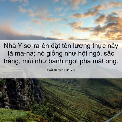 Picture 06 - Xuất Hành 16:31 VIE - Nhà Y-sơ-ra-ên đặt tên lương thực - Bible Verse Picture
