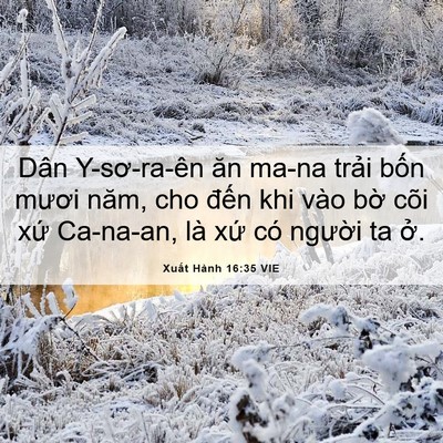 Picture 06 - Xuất Hành 16:35 VIE - Dân Y-sơ-ra-ên ăn ma-na trải bốn mươi - Bible Verse Picture